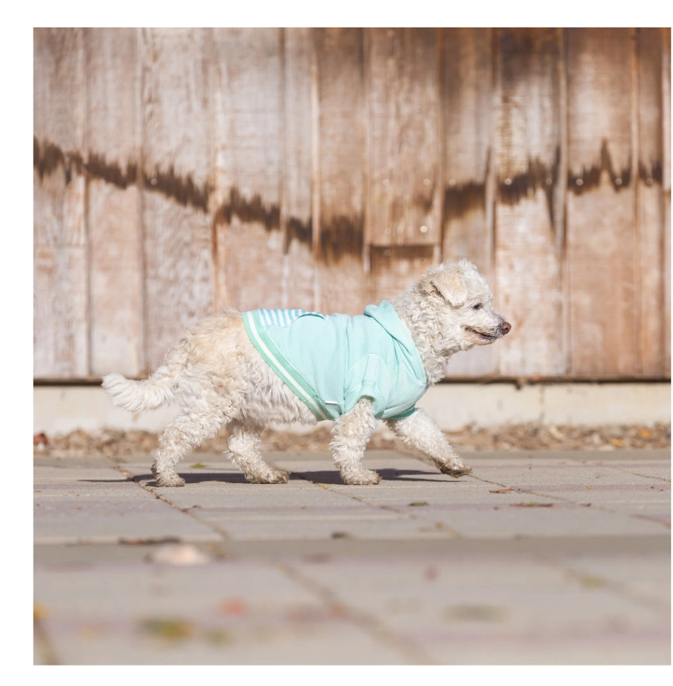 Vibrant Life Green Striped Pull over Pocket Pet Hoodie for Dogs, Small